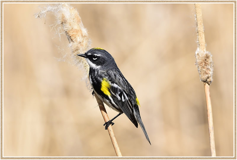 Within the Lines By Marlene